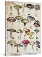 Botanical Plate Depicting 'Good and Bad Mushrooms', C.1900-null-Stretched Canvas