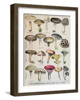 Botanical Plate Depicting 'Good and Bad Mushrooms', C.1900-null-Framed Giclee Print