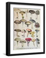 Botanical Plate Depicting 'Good and Bad Mushrooms', C.1900-null-Framed Giclee Print