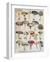 Botanical Plate Depicting 'Good and Bad Mushrooms', C.1900-null-Framed Giclee Print