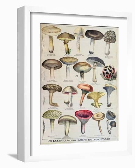 Botanical Plate Depicting 'Good and Bad Mushrooms', C.1900-null-Framed Giclee Print