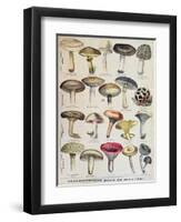 Botanical Plate Depicting 'Good and Bad Mushrooms', C.1900-null-Framed Giclee Print