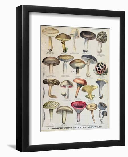 Botanical Plate Depicting 'Good and Bad Mushrooms', C.1900-null-Framed Giclee Print