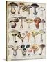 Botanical Plate Depicting 'Good and Bad Mushrooms', C.1900-null-Stretched Canvas