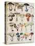 Botanical Plate Depicting 'Good and Bad Mushrooms', C.1900-null-Stretched Canvas