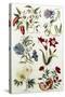 Botanical Print of a Variety of Flowers-J. Hill-Stretched Canvas