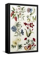 Botanical Print of a Variety of Flowers-J. Hill-Framed Stretched Canvas