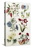 Botanical Print of a Variety of Flowers-J. Hill-Stretched Canvas
