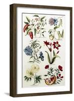 Botanical Print of a Variety of Flowers-J. Hill-Framed Giclee Print