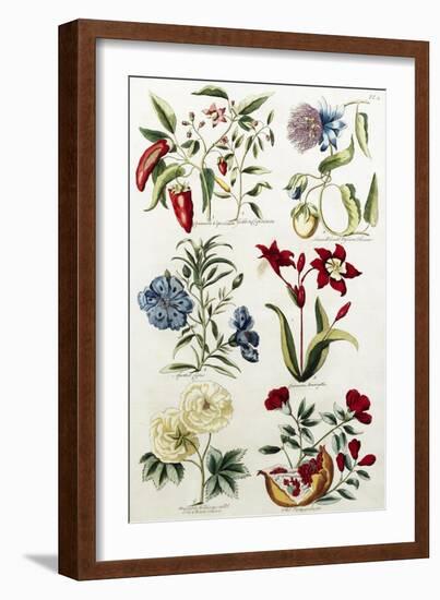 Botanical Print of a Variety of Flowers-J. Hill-Framed Giclee Print