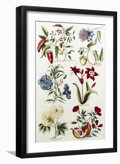 Botanical Print of a Variety of Flowers-J. Hill-Framed Giclee Print