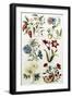 Botanical Print of a Variety of Flowers-J. Hill-Framed Giclee Print