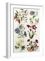 Botanical Print of a Variety of Flowers-J. Hill-Framed Giclee Print