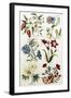 Botanical Print of a Variety of Flowers-J. Hill-Framed Giclee Print