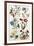 Botanical Print of a Variety of Flowers-J. Hill-Framed Giclee Print