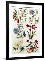 Botanical Print of a Variety of Flowers-J. Hill-Framed Giclee Print