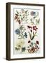 Botanical Print of a Variety of Flowers-J. Hill-Framed Premium Giclee Print