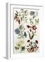 Botanical Print of a Variety of Flowers-J. Hill-Framed Premium Giclee Print