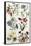 Botanical Print of a Variety of Flowers-J. Hill-Framed Stretched Canvas