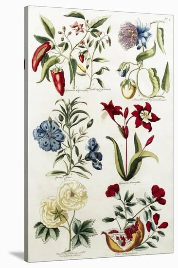 Botanical Print of a Variety of Flowers-J. Hill-Stretched Canvas