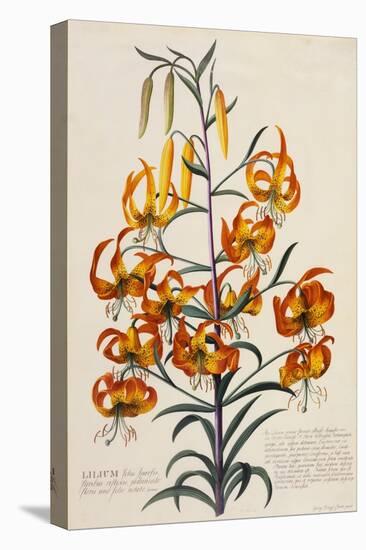 Botanical Print of American Turkscap Lily-Johann Wilhelm Weinmann-Stretched Canvas