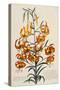 Botanical Print of American Turkscap Lily-Johann Wilhelm Weinmann-Stretched Canvas