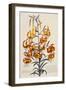 Botanical Print of American Turkscap Lily-Johann Wilhelm Weinmann-Framed Premium Giclee Print