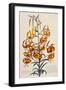 Botanical Print of American Turkscap Lily-Johann Wilhelm Weinmann-Framed Premium Giclee Print