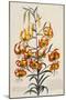 Botanical Print of American Turkscap Lily-Johann Wilhelm Weinmann-Mounted Premium Giclee Print