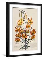 Botanical Print of American Turkscap Lily-Johann Wilhelm Weinmann-Framed Giclee Print