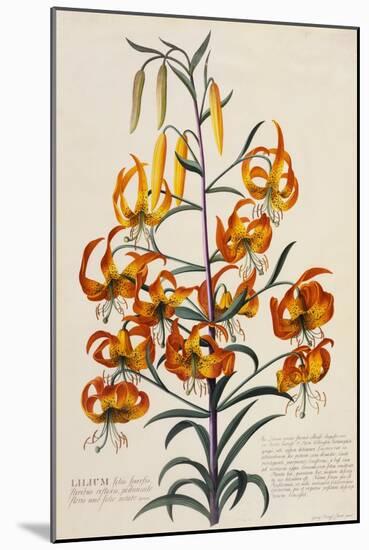 Botanical Print of American Turkscap Lily-Johann Wilhelm Weinmann-Mounted Giclee Print