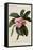 Botanical Print of Frangipani-Johann Wilhelm Weinmann-Framed Stretched Canvas