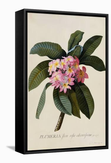 Botanical Print of Frangipani-Johann Wilhelm Weinmann-Framed Stretched Canvas