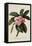 Botanical Print of Frangipani-Johann Wilhelm Weinmann-Framed Stretched Canvas