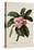 Botanical Print of Frangipani-Johann Wilhelm Weinmann-Stretched Canvas