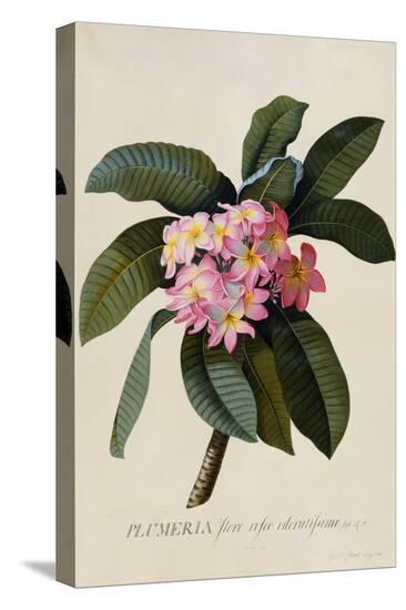 Botanical Print of Frangipani-Johann Wilhelm Weinmann-Stretched Canvas