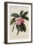 Botanical Print of Frangipani-Johann Wilhelm Weinmann-Framed Premium Giclee Print