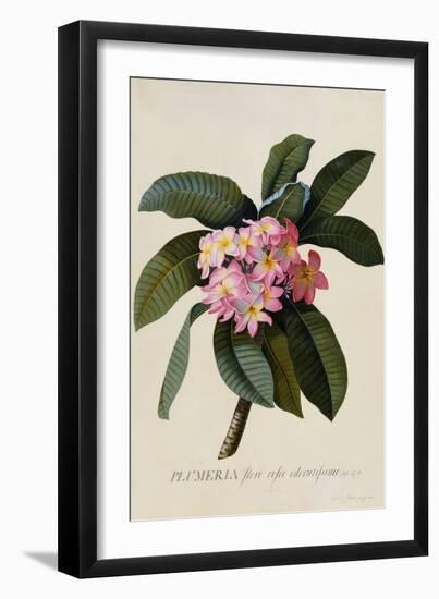 Botanical Print of Frangipani-Johann Wilhelm Weinmann-Framed Premium Giclee Print