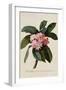Botanical Print of Frangipani-Johann Wilhelm Weinmann-Framed Premium Giclee Print