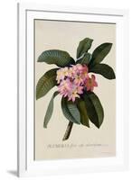 Botanical Print of Frangipani-Johann Wilhelm Weinmann-Framed Giclee Print