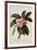 Botanical Print of Frangipani-Johann Wilhelm Weinmann-Framed Giclee Print