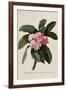 Botanical Print of Frangipani-Johann Wilhelm Weinmann-Framed Giclee Print