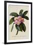 Botanical Print of Frangipani-Johann Wilhelm Weinmann-Framed Giclee Print