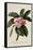 Botanical Print of Frangipani-Johann Wilhelm Weinmann-Framed Stretched Canvas