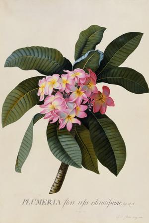 https://imgc.allpostersimages.com/img/posters/botanical-print-of-frangipani_u-L-Q1I76V50.jpg?artPerspective=n