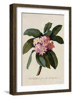 Botanical Print of Frangipani-Johann Wilhelm Weinmann-Framed Giclee Print