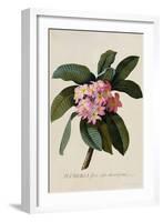 Botanical Print of Frangipani-Johann Wilhelm Weinmann-Framed Giclee Print