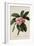 Botanical Print of Frangipani-Johann Wilhelm Weinmann-Framed Giclee Print