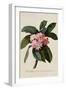 Botanical Print of Frangipani-Johann Wilhelm Weinmann-Framed Giclee Print