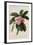 Botanical Print of Frangipani-Johann Wilhelm Weinmann-Framed Giclee Print